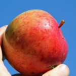 äpple1