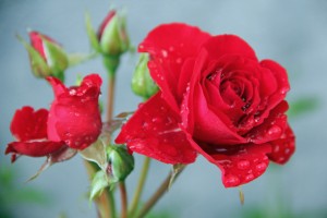 lovley roses