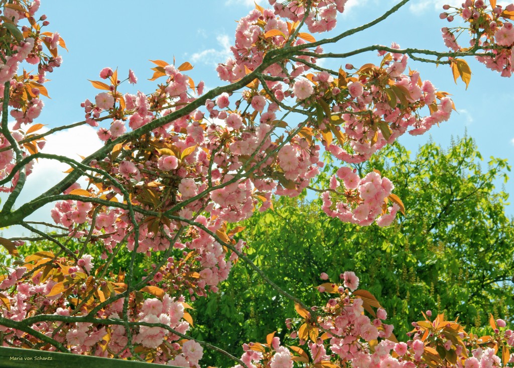 körsbärsträd i blom 1