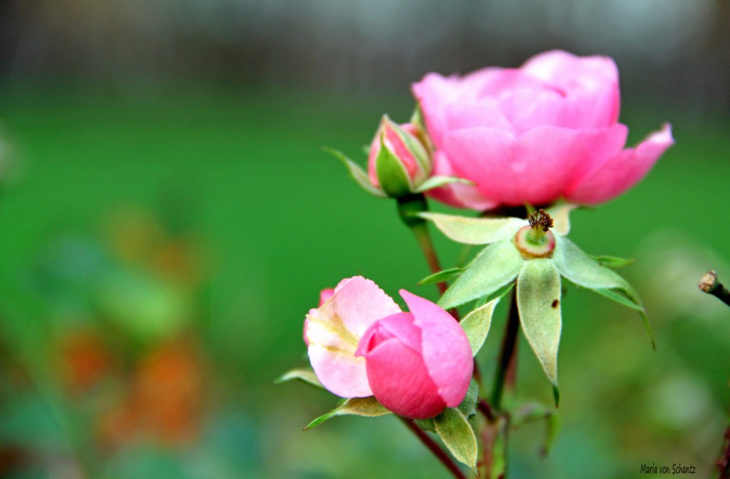 rosa rosor som blommar sent i oktober 2014