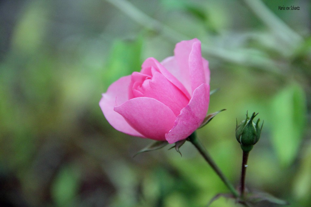 Sista rosa rosen 2014